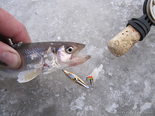 Статья о зимней рыбалке. Зимние блесна на корюшку. Отчет об уловистых блеснах Аква.