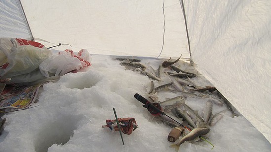 Статья о трофейной рыбалке на североморских просторах с блеснами АКВА. Особенно в этой рыбалке отличилась зимняя блесна АКВА Кобра, которую беспристанно атаковала навага, в том числе трофейного размера. 