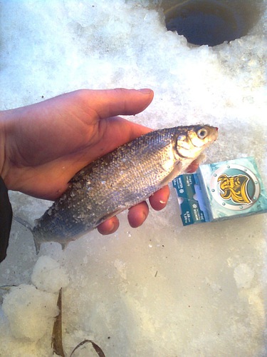 Фотоотчет о зимней рыбалке на Беломорье на сига. Тест зимней лески AQUA ICE LORD, которая отлично показала себя в 