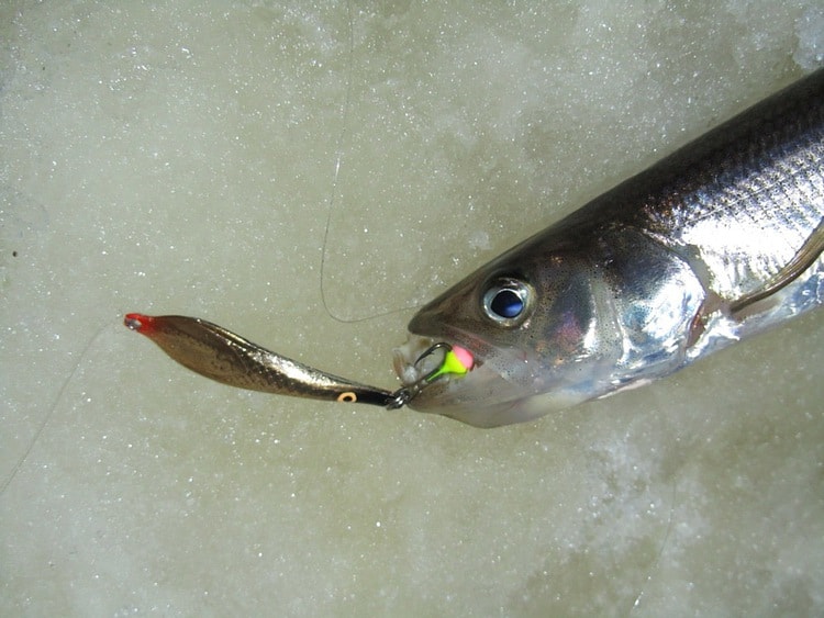 Лов на зимние блесны AQUA морской рыбы. Статья о рыбалке. Корюшка.