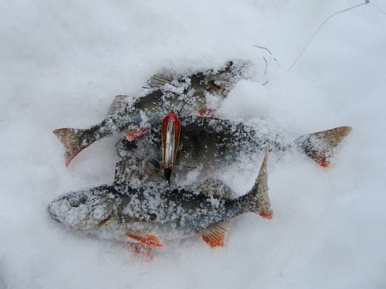 Отчет о зимней рыбалке на окуня с блесной Русалка с обливным светящимся тройником.
