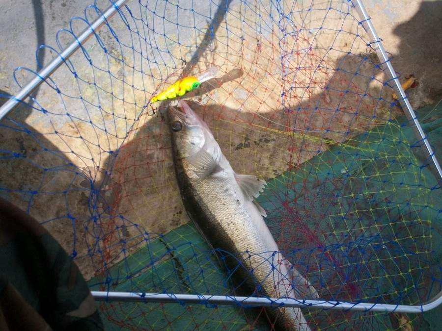Отчёт о летней рыбалке на реке Волхов. Воблер на щуку Shaman.