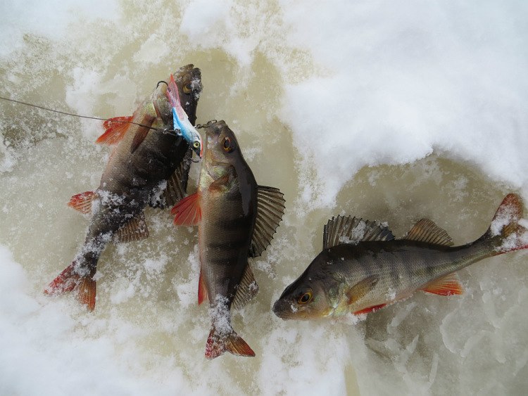 Зимняя рыбалка на балансиры AQUA ЧУДО и AQUA RUNNER NEW