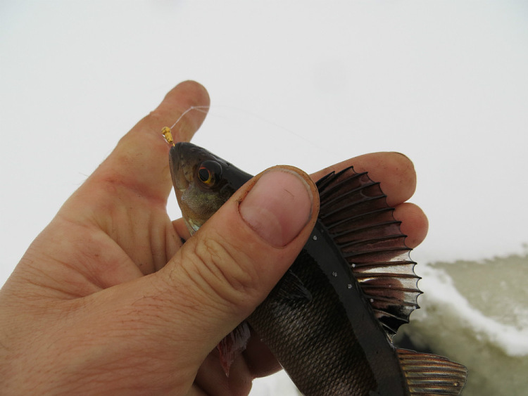 Зимняя рыбалка с блеснами AQUA Русалка и AQUA Блик