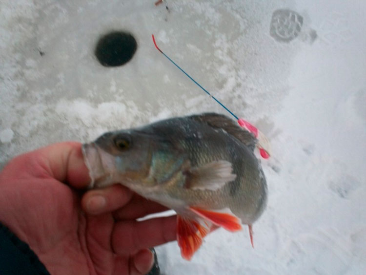 Отчет о зимней рыбалке на Ладоге с балансиром Чудо. 