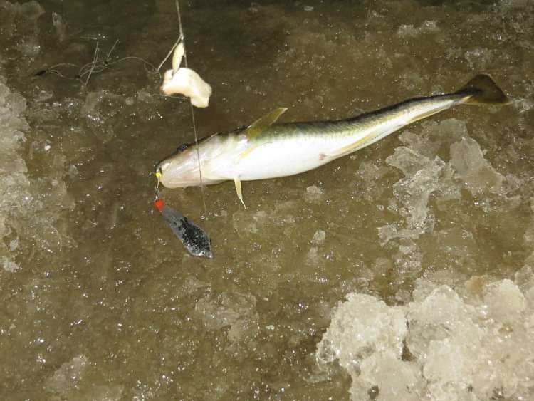 Обзор о рыбалке. Ловля наваги и корюшки на зимнюю блесну.