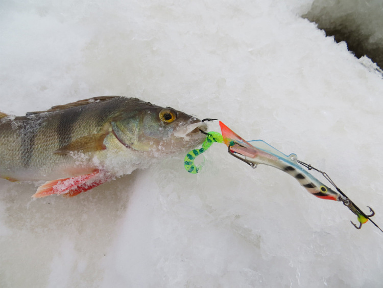Фотоотчет о зимней рыбалке на реке Двина с балансирами Aqua