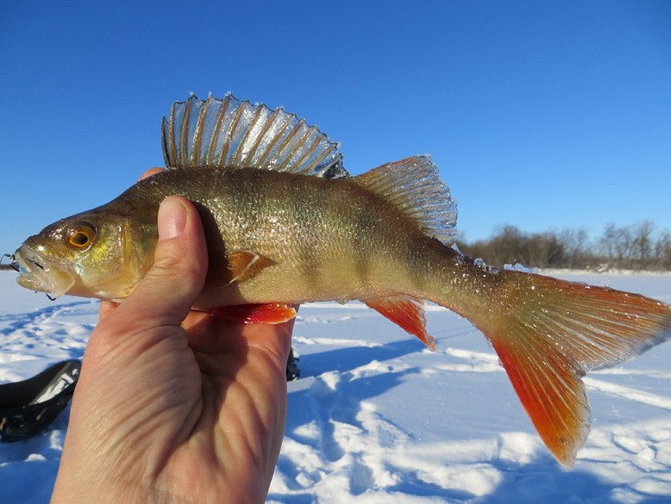 Фотоотчет о весенне-зимней рыбалке на балансир Classic