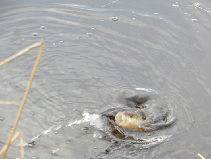 Фотоотчет о рыбалке с отводным поводком и снастями AQUA