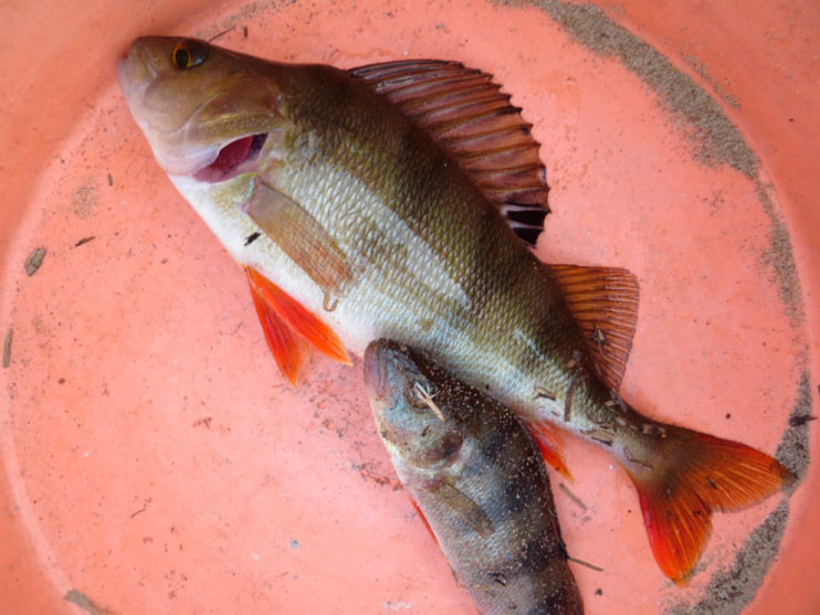 Фотоотчет о рыбалке с отводным поводком и снастями AQUA