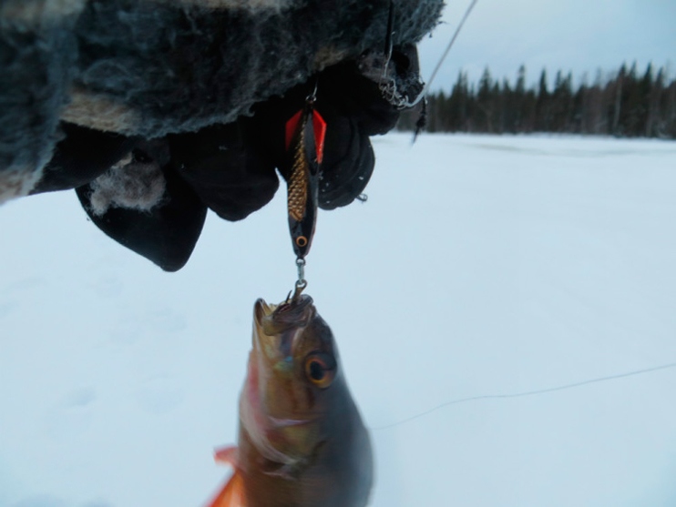Статья о рыбалке с зимней блесной AQUA ГЛЮК.