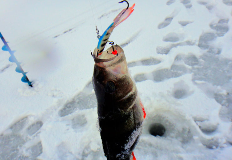 Фотоотчет о зимней рыбалке на окуня с балансирами Аква.