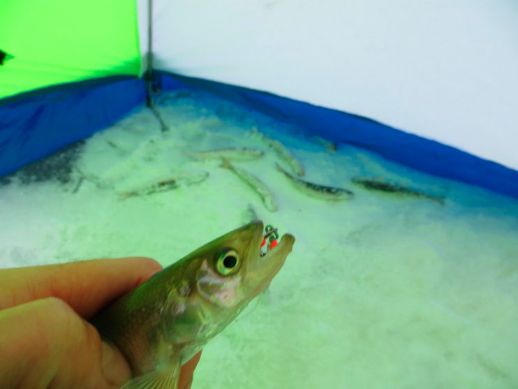 Фотоотчет о зимней рыбалке на корюшку с блеснами компании АКВА.