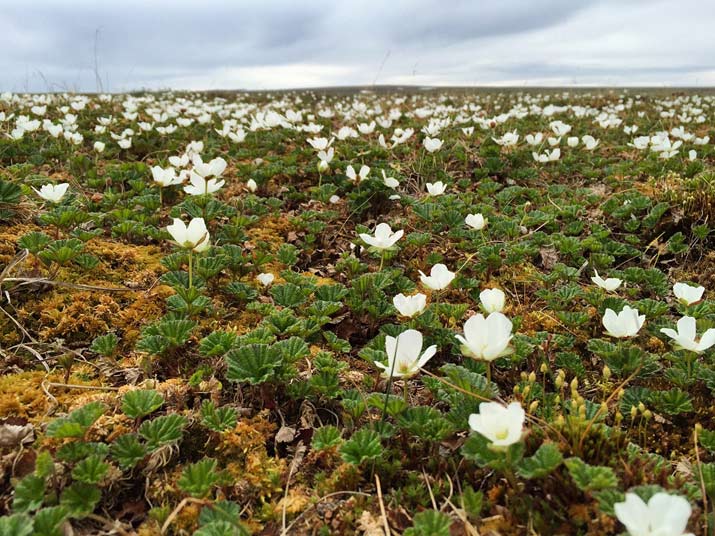 Фото отчёт о летней рыбалке. Автор в статье расскажет о ловле хариуса на блесна.