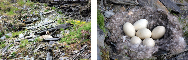 Фото отчёт о летней рыбалке. Автор в статье расскажет о ловле хариуса на блесна.