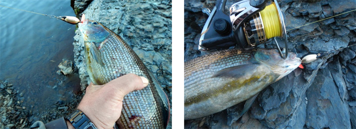 Фото отчёт о летней рыбалке. Автор в статье расскажет о ловле хариуса на блесна.