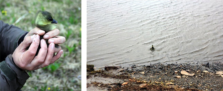 Фото отчёт о летней рыбалке. Автор в статье расскажет о ловле хариуса на блесна.