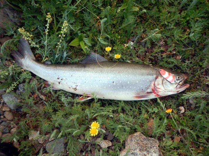 Фото отчёт о летней рыбалке. Автор в статье расскажет о ловле хариуса на блесна.