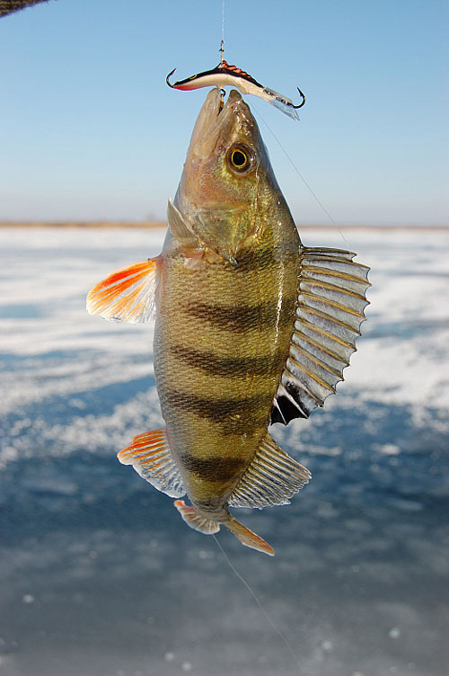 Какой балансир выбрать? Линейка компании AQUA