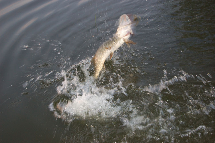 Вести с водоемов. Отчет о рыбалке в притоках Волги. Статья - где и как ловить крупную щуку на блесна колебалки.