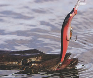 Статья о российской фирме АКВА. Обзор производства рыболовных товаров достойного качества.