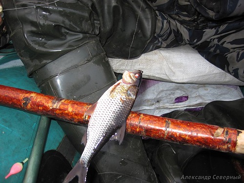 Фотоотчет о рыбалке на Кельдозерье со снастями АКВА, эксперименты с балансирами. Главный трофей этого дня неожиданная сорожка и щука. 