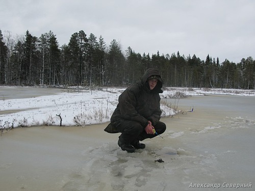 Статья о зимней рыбалке на окуня с зимними блеснами AUQA. 