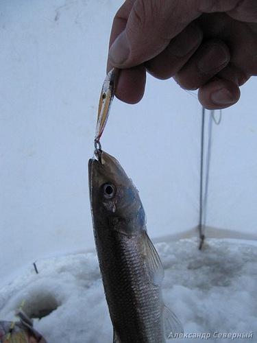 Статья о зимней рыбалке. Зимние блесна на корюшку. Отчет об уловистых блеснах Аква.