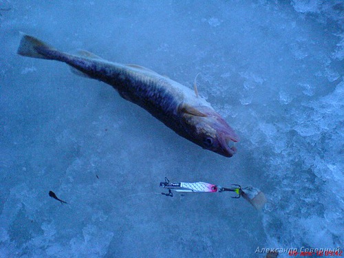 Отчет о зимней рыбалке. Тестирование блесен AQUA. Зимние блесна на корюшку, сига, камбалу и наважу. 