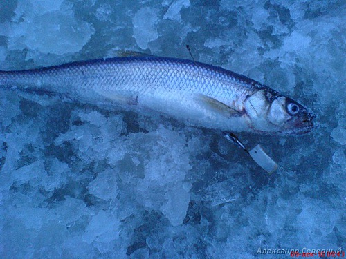 Отчет о зимней рыбалке. Тестирование блесен AQUA. Зимние блесна на корюшку, сига, камбалу и наважу. 