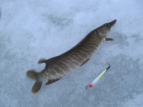 Статья о зимней рыбалке на глухом озере поморья с блеснами и балансирами AQUA