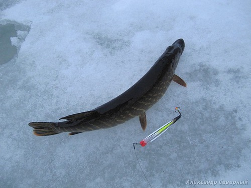 Статья о зимней рыбалке на глухом озере поморья с блеснами и балансирами AQUA