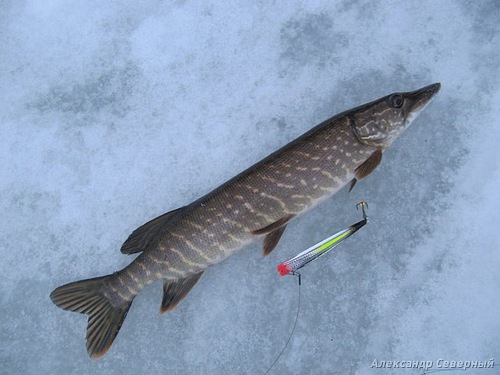 Статья о зимней рыбалке на глухом озере поморья с блеснами и балансирами AQUA