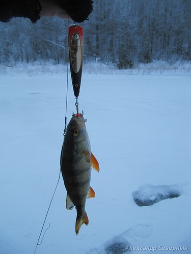 Статья о зимней рыбалке на глухом озере поморья с блеснами и балансирами AQUA