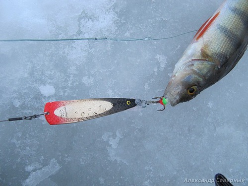 Статья о зимней рыбалке на глухом озере поморья с блеснами и балансирами AQUA