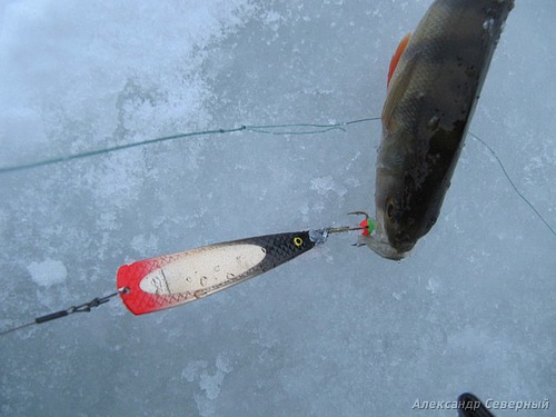 Статья о зимней рыбалке на глухом озере поморья с блеснами и балансирами AQUA