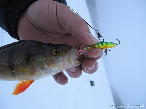 Статья о зимней рыбалке на глухом озере поморья с блеснами и балансирами AQUA