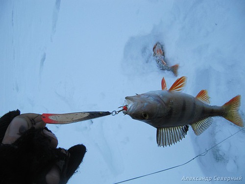 Статья о зимней рыбалке на глухом озере поморья с блеснами и балансирами AQUA