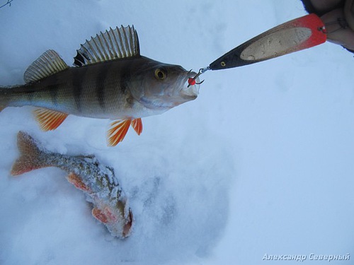 Статья о зимней рыбалке на глухом озере поморья с блеснами и балансирами AQUA