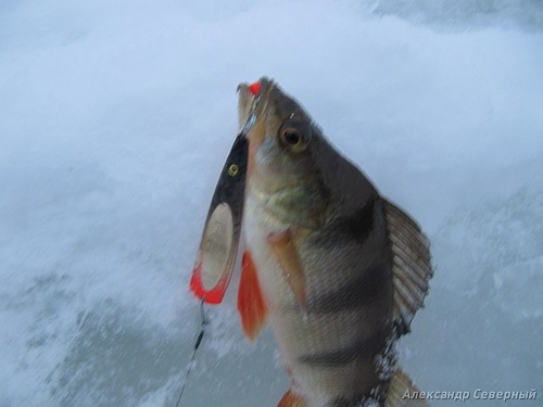 Статья о зимней рыбалке на глухом озере поморья с блеснами и балансирами AQUA