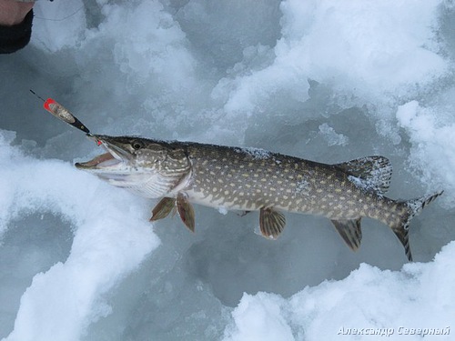 Статья о зимней рыбалке на глухом озере поморья с блеснами и балансирами AQUA