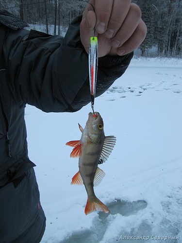 Статья о зимней рыбалке на глухом озере поморья с блеснами и балансирами AQUA