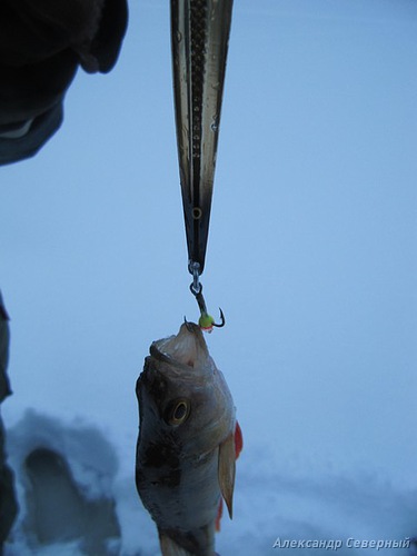 Статья о зимней рыбалке на глухом озере поморья с блеснами и балансирами AQUA