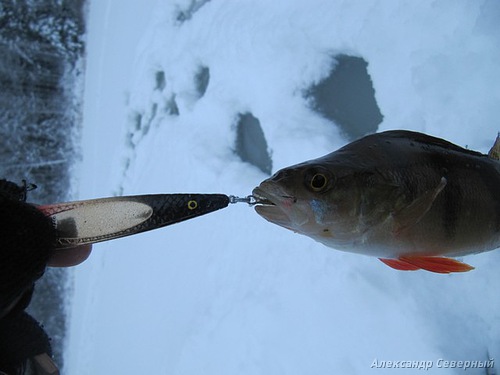 Статья о зимней рыбалке на глухом озере поморья с блеснами и балансирами AQUA