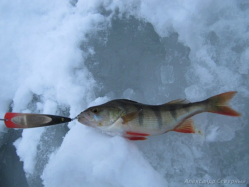 Статья о зимней рыбалке на глухом озере поморья с блеснами и балансирами AQUA