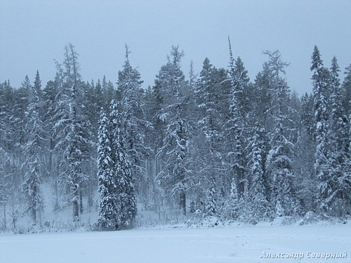 Статья о зимней рыбалке на глухом озере поморья с блеснами и балансирами AQUA