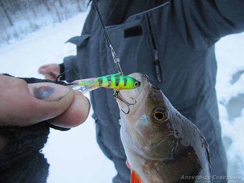 Статья о зимней рыбалке на глухом озере поморья с блеснами и балансирами AQUA