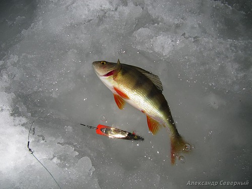 Статья о зимней рыбалке на глухом озере поморья с блеснами и балансирами AQUA