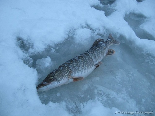 Статья о зимней рыбалке на глухом озере поморья с блеснами и балансирами AQUA