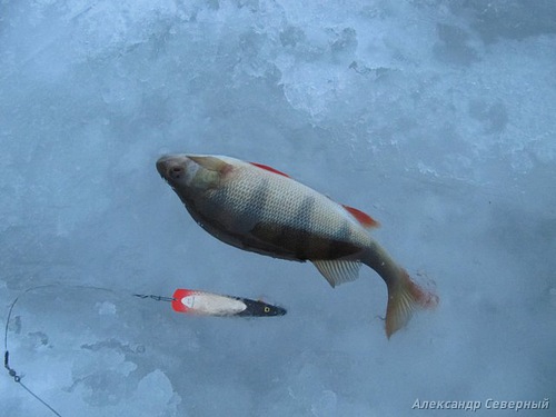 Статья о зимней рыбалке на глухом озере поморья с блеснами и балансирами AQUA